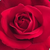 Czerwony  - Róża wielkokwiatowa - Hybrid Tea - Mister Lincoln